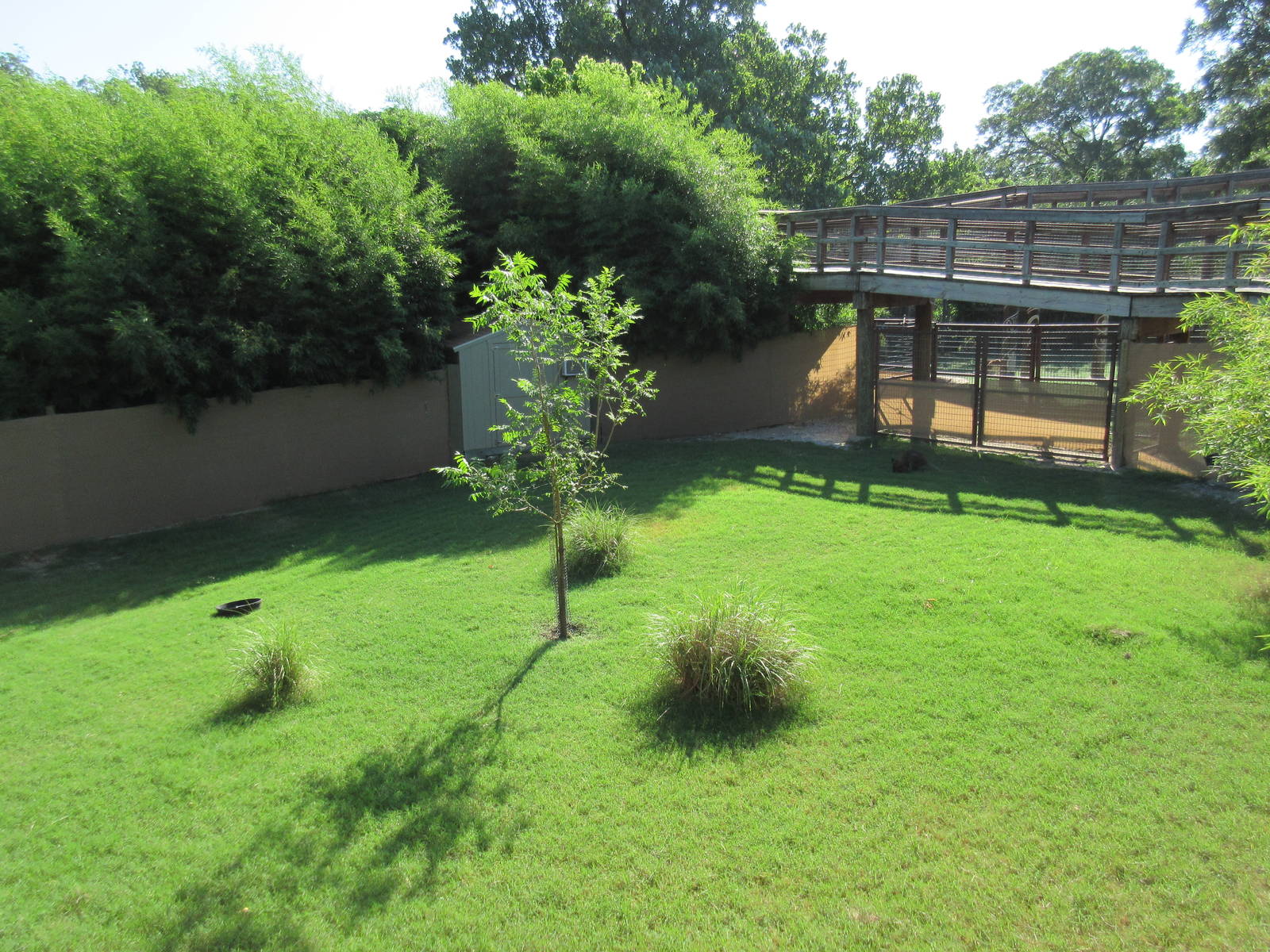 Red Kangaroo Exhibit