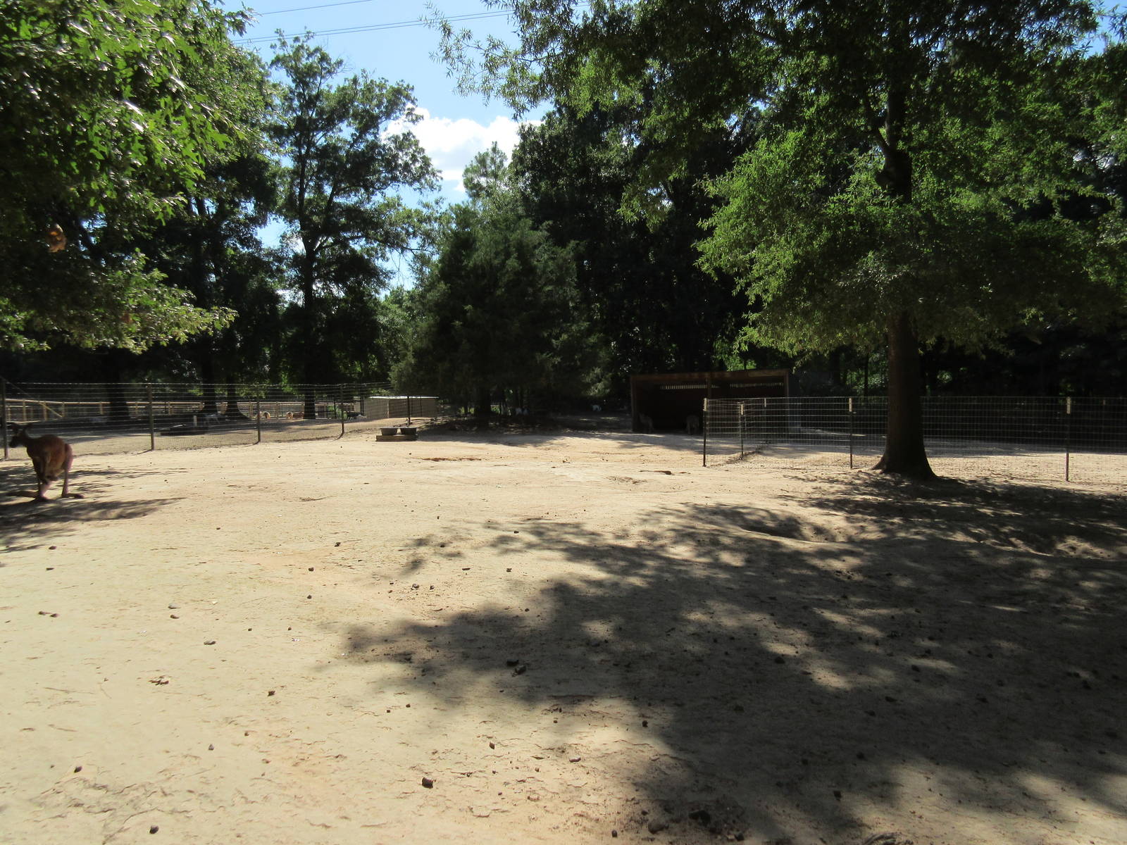 Red Kangaroo Exhibit