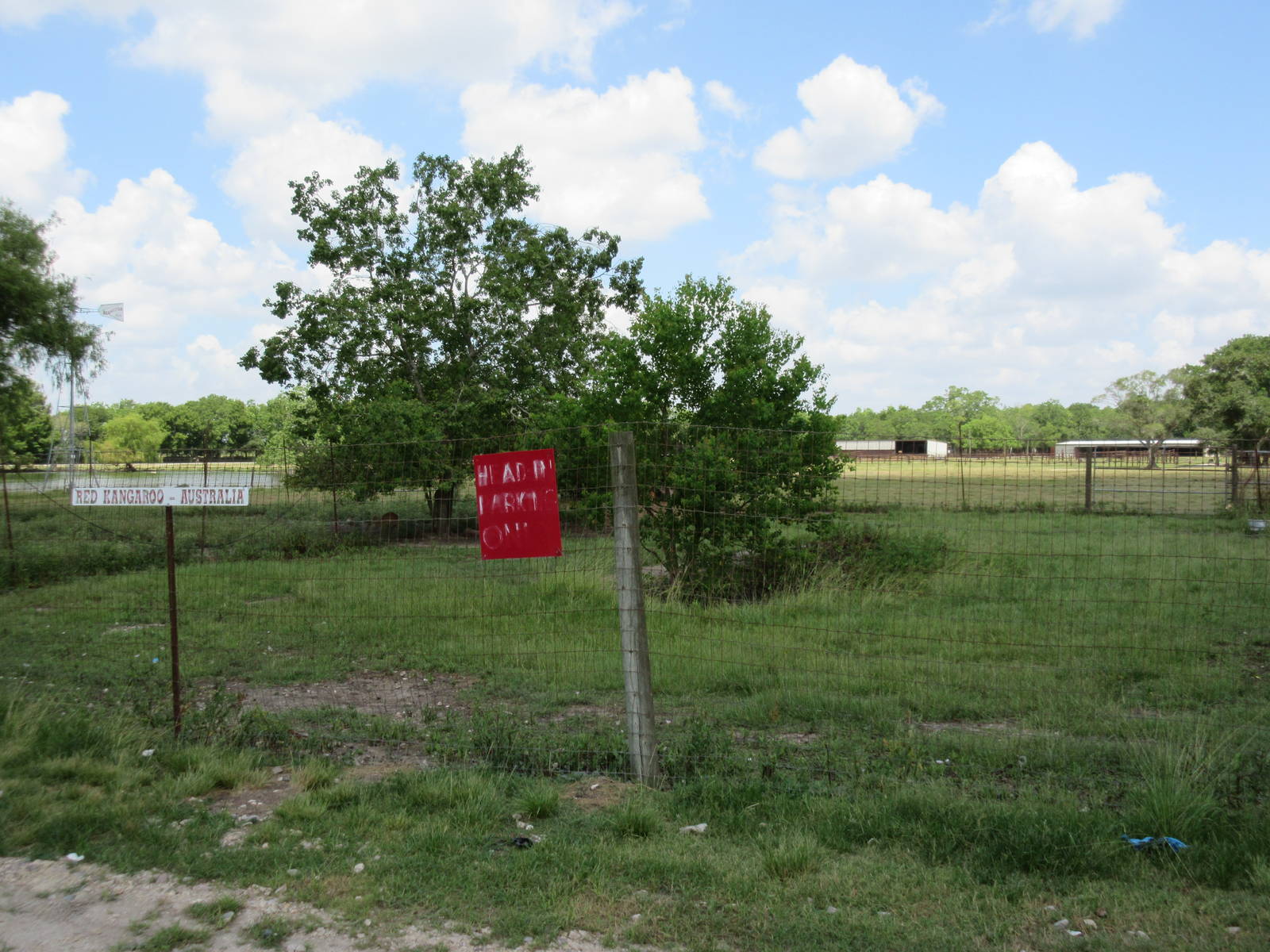 Red Kangaroo Exhibit