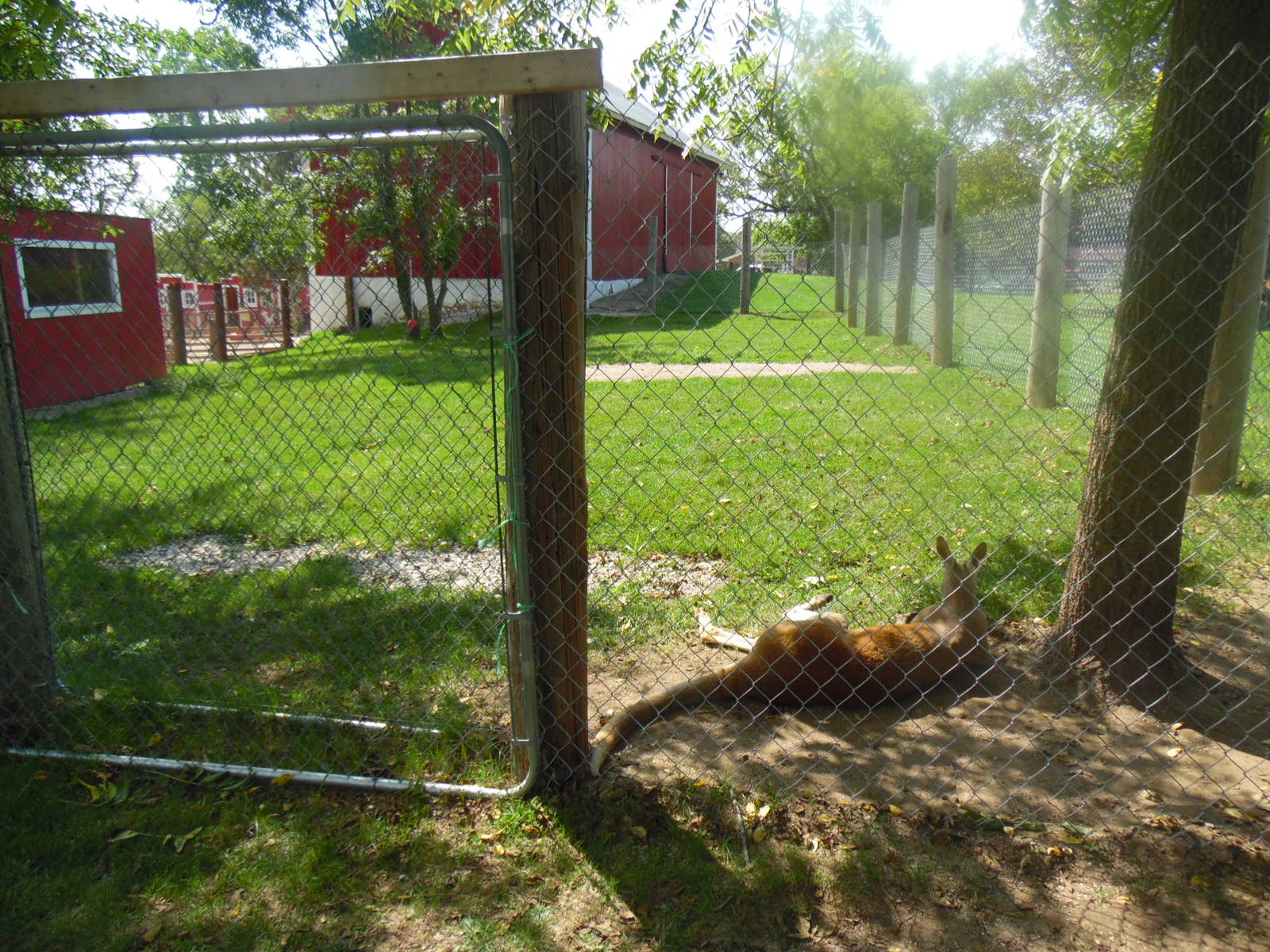 Red Kangaroo Exhibit