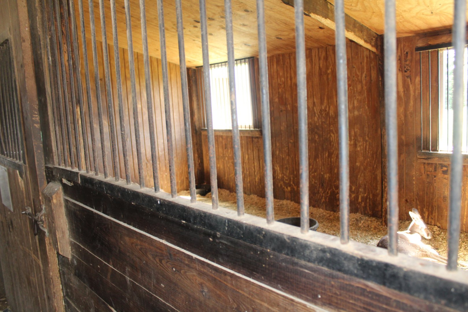 Red Kangaroo Exhibit