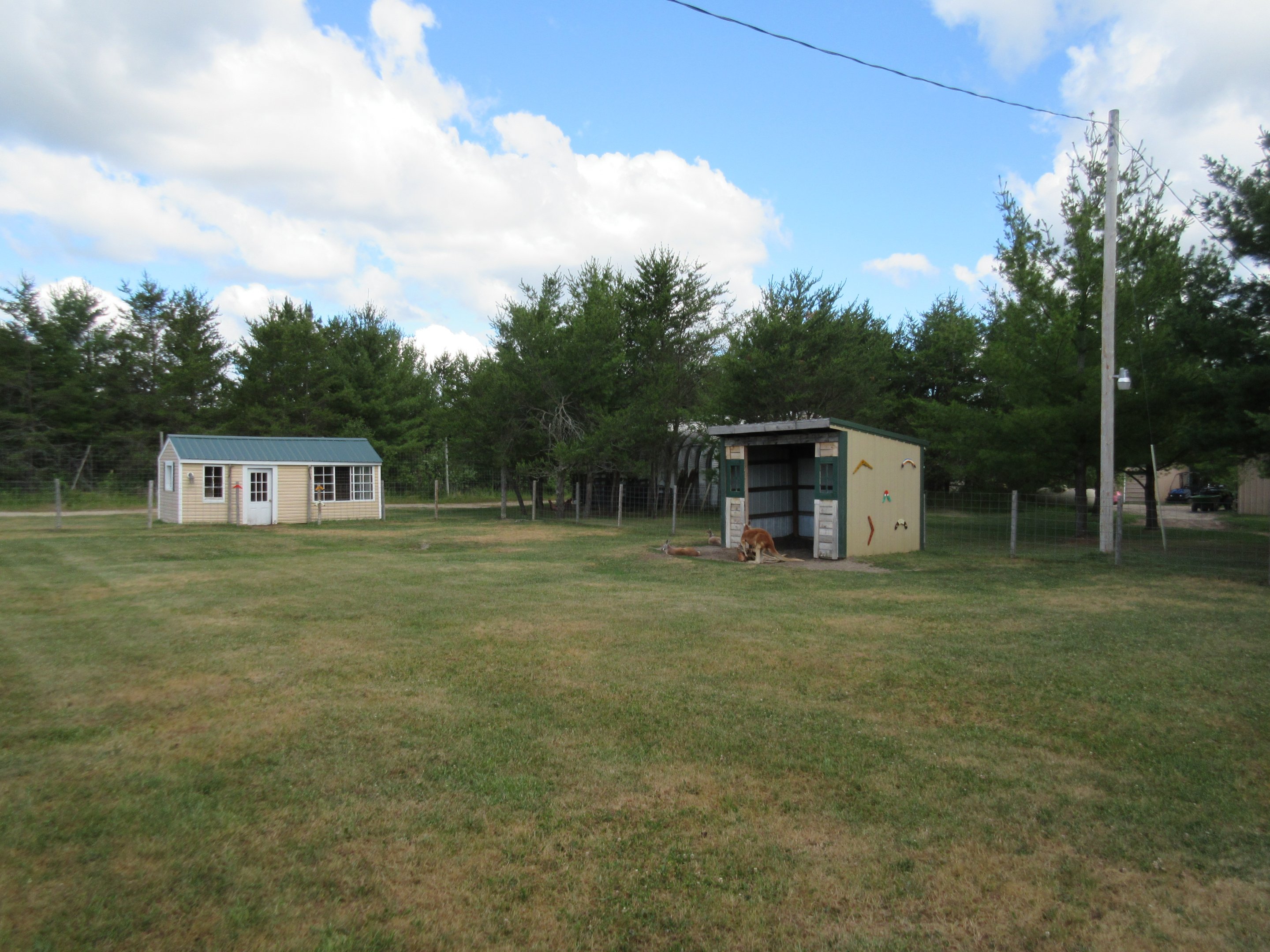 Red Kangaroo Exhibit