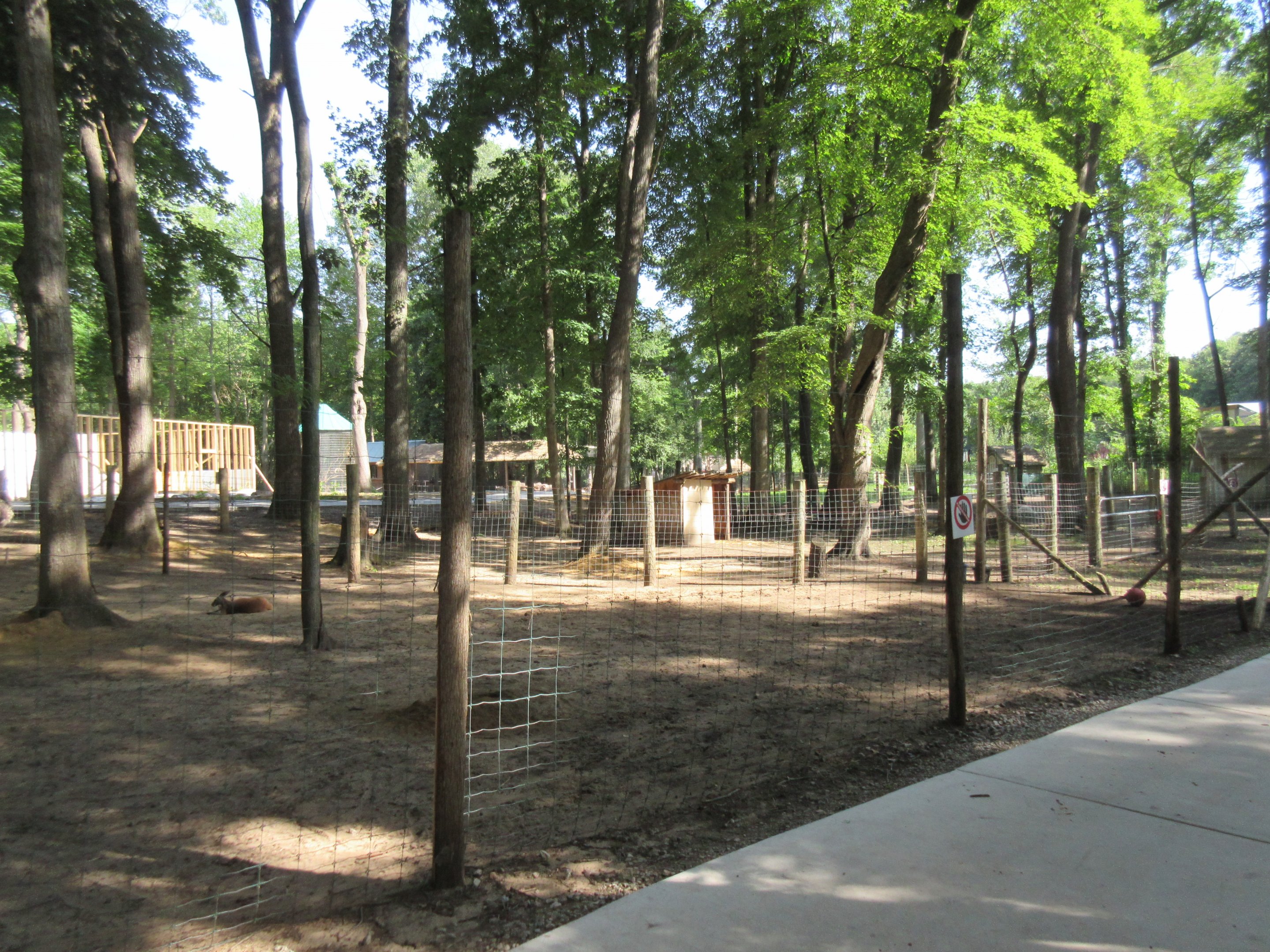 Red Kangaroo Exhibit