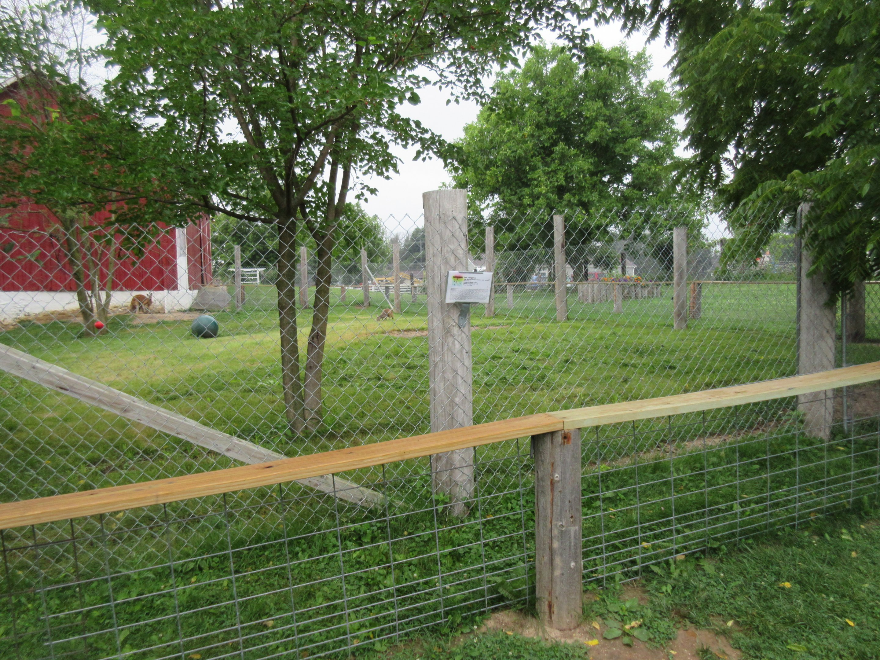 Red Kangaroo Exhibit