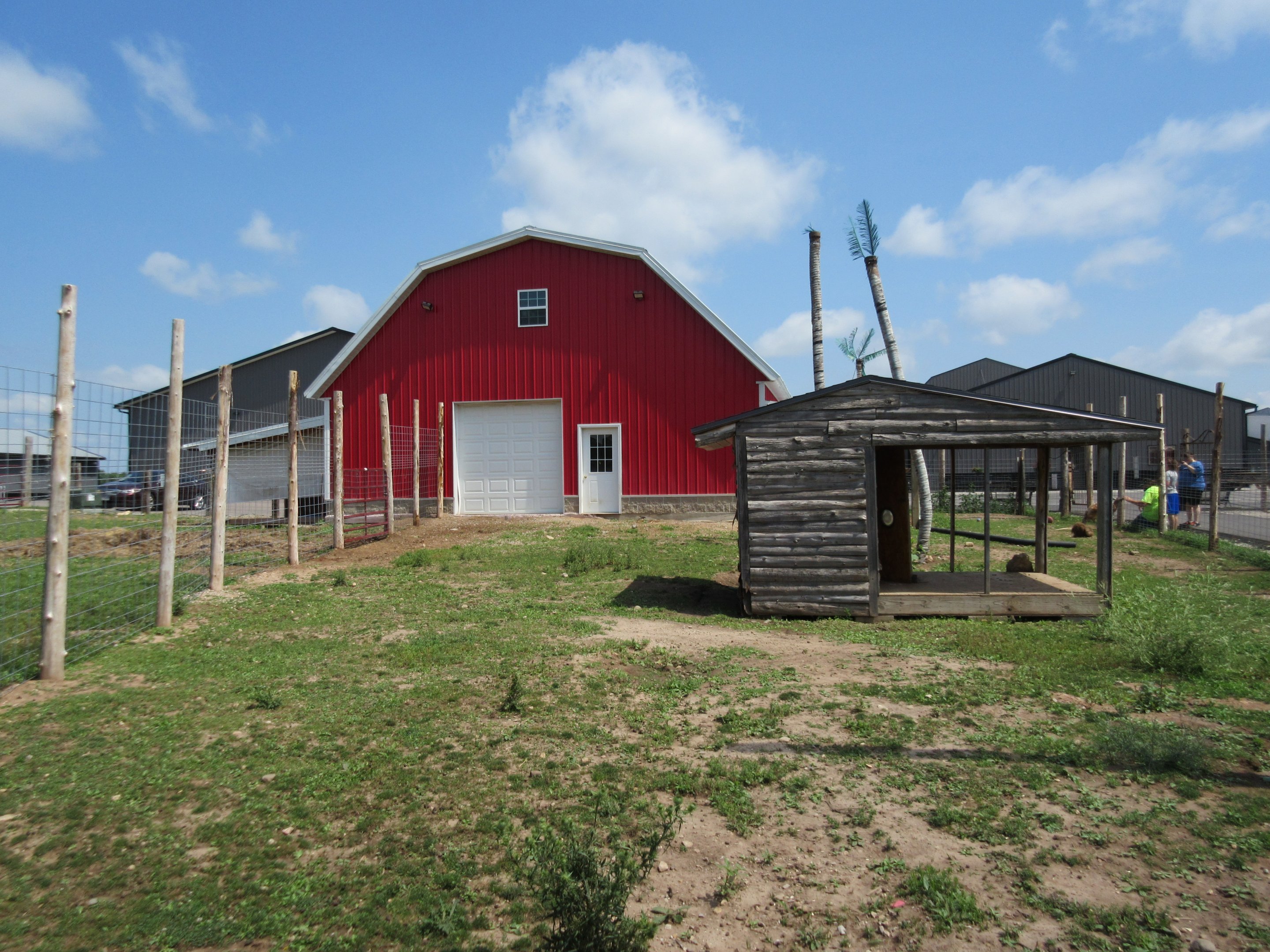 Red Kangaroo Exhibit