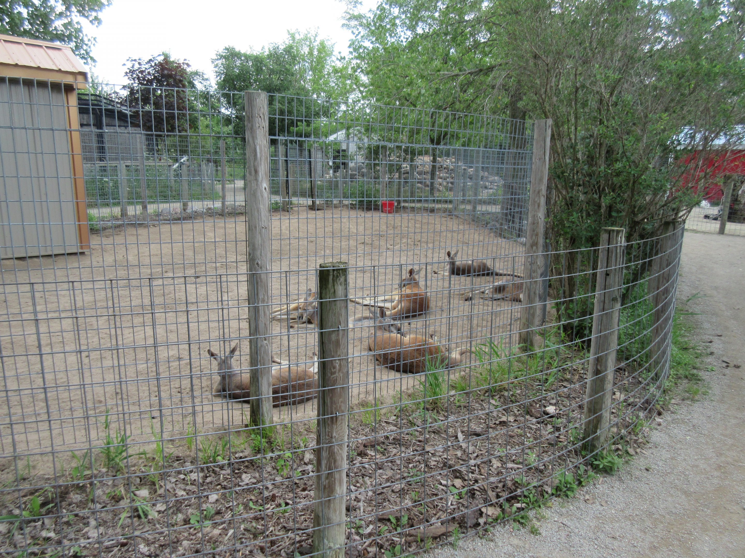 Red Kangaroo Exhibit