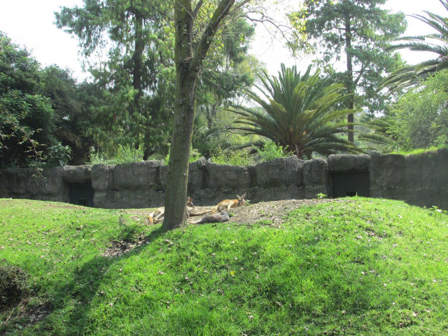 red kangaroo exhibit