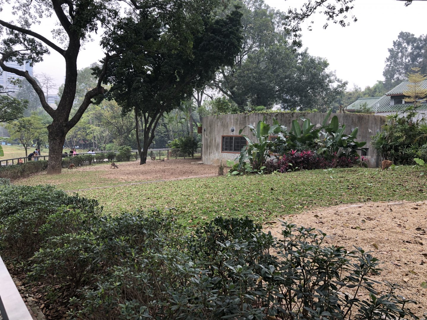 Red Kangaroo Exhibit