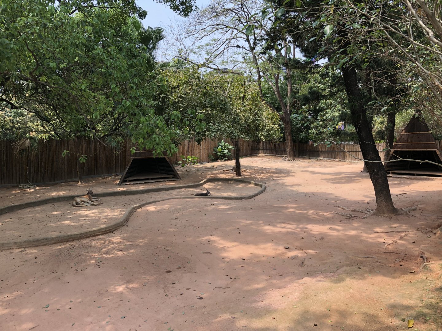 Red Kangaroo Exhibit
