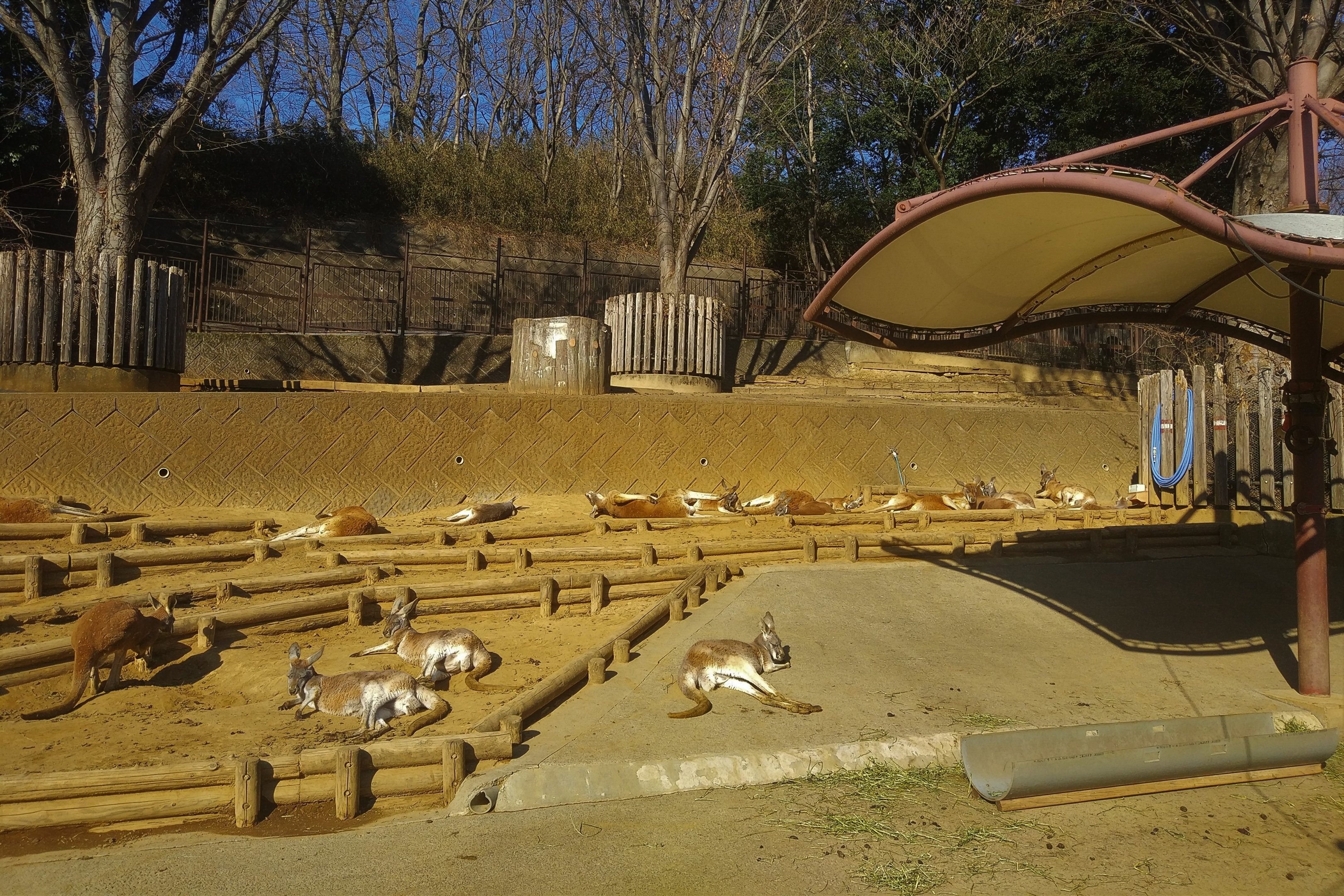 Red Kangaroo Exhibit