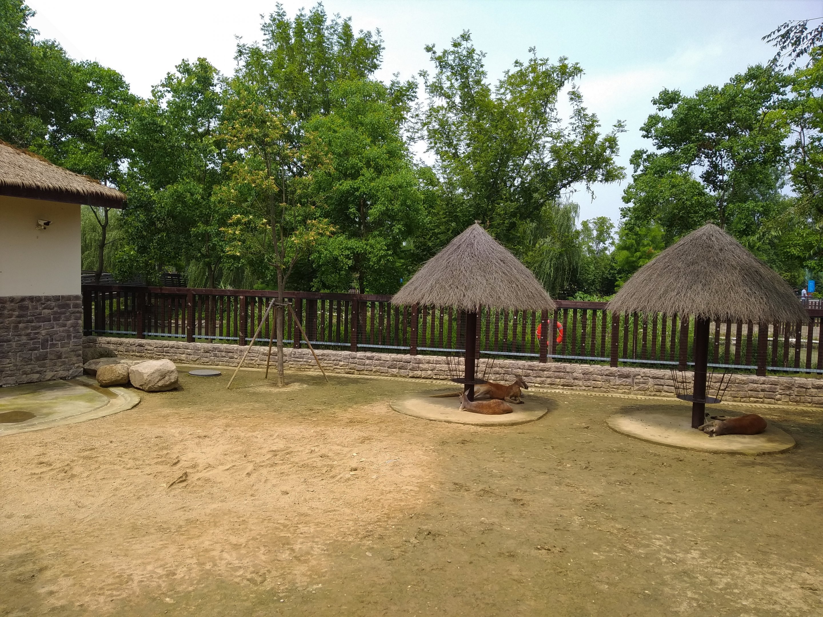 Red Kangaroo Exhibit