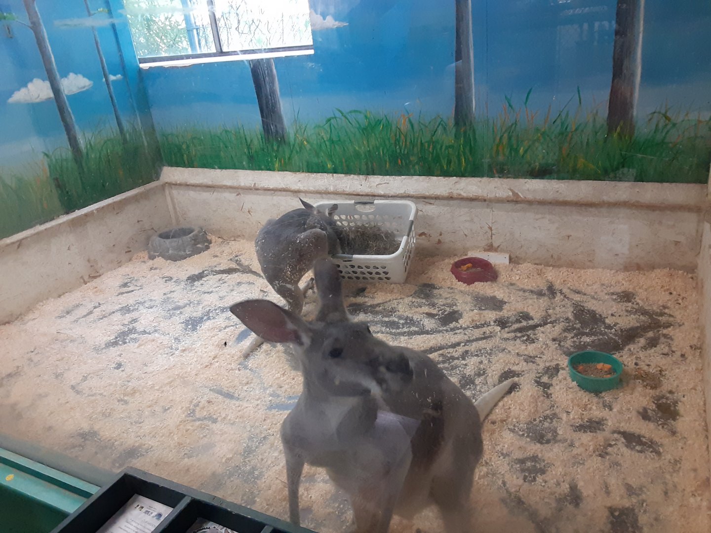 Red Kangaroo exhibit