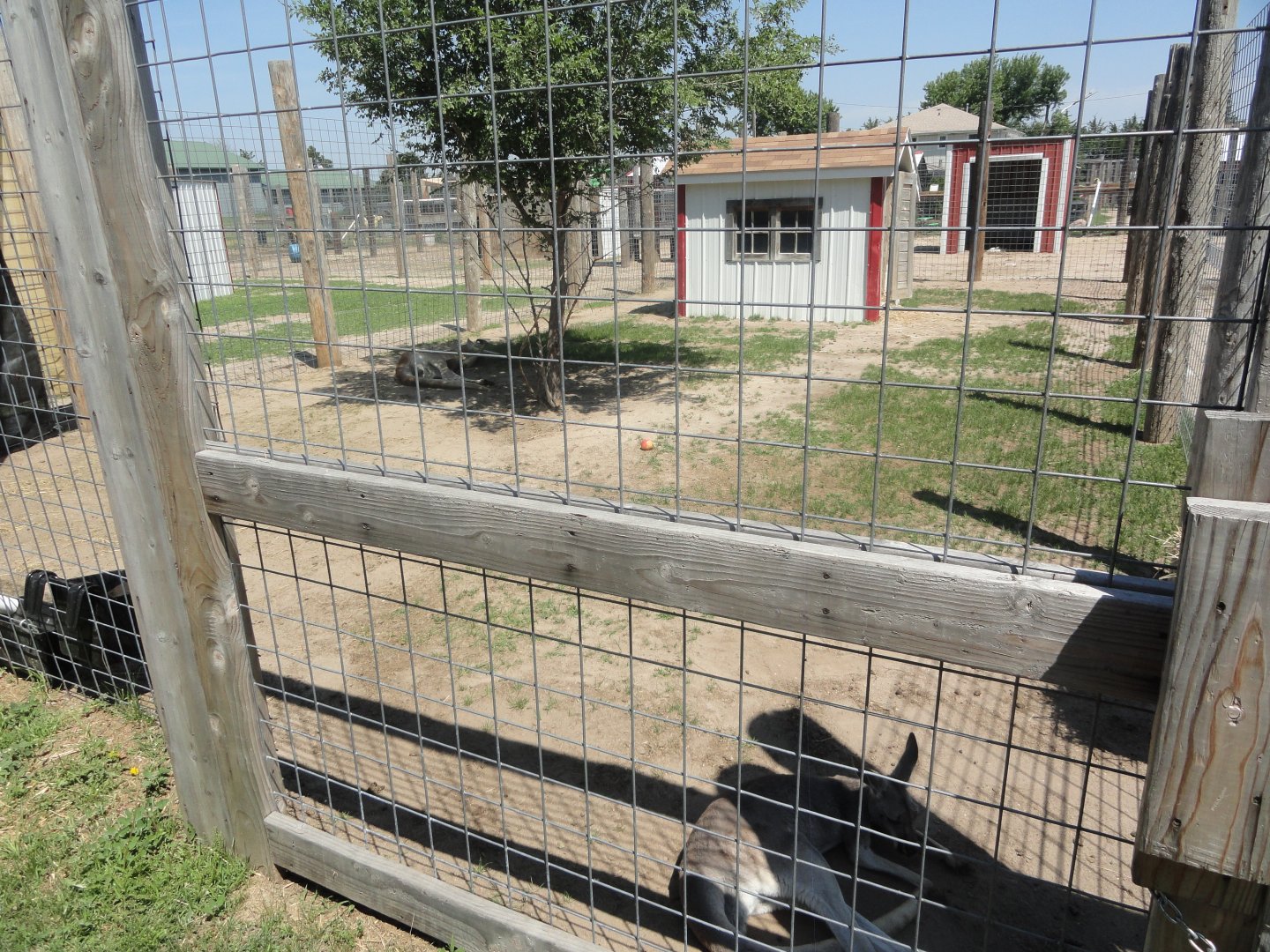 Red Kangaroo Exhibit