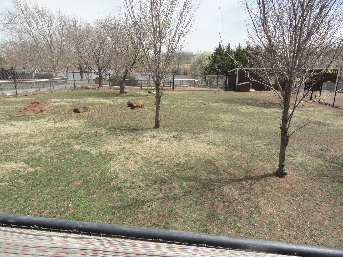 Red Kangaroo Exhibit