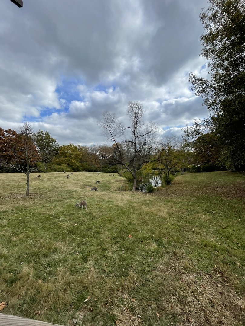 Red Kangaroo Exhibit