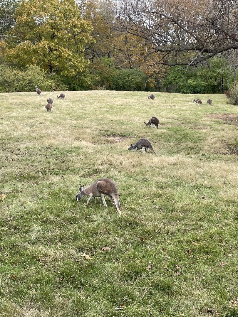 Red Kangaroo Exhibit