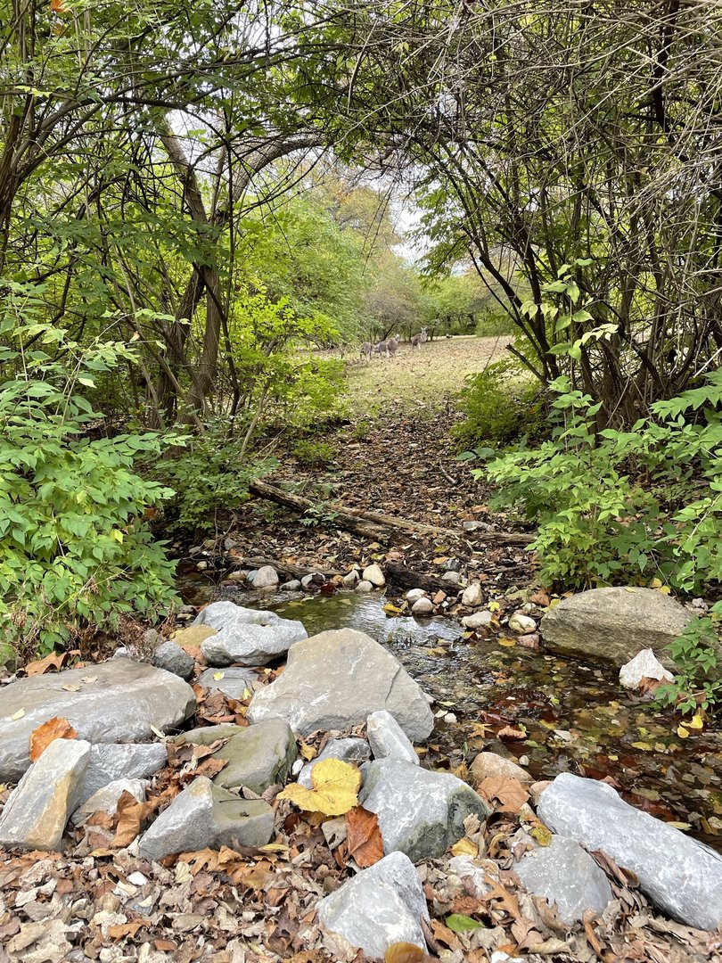 Red Kangaroo Exhibit
