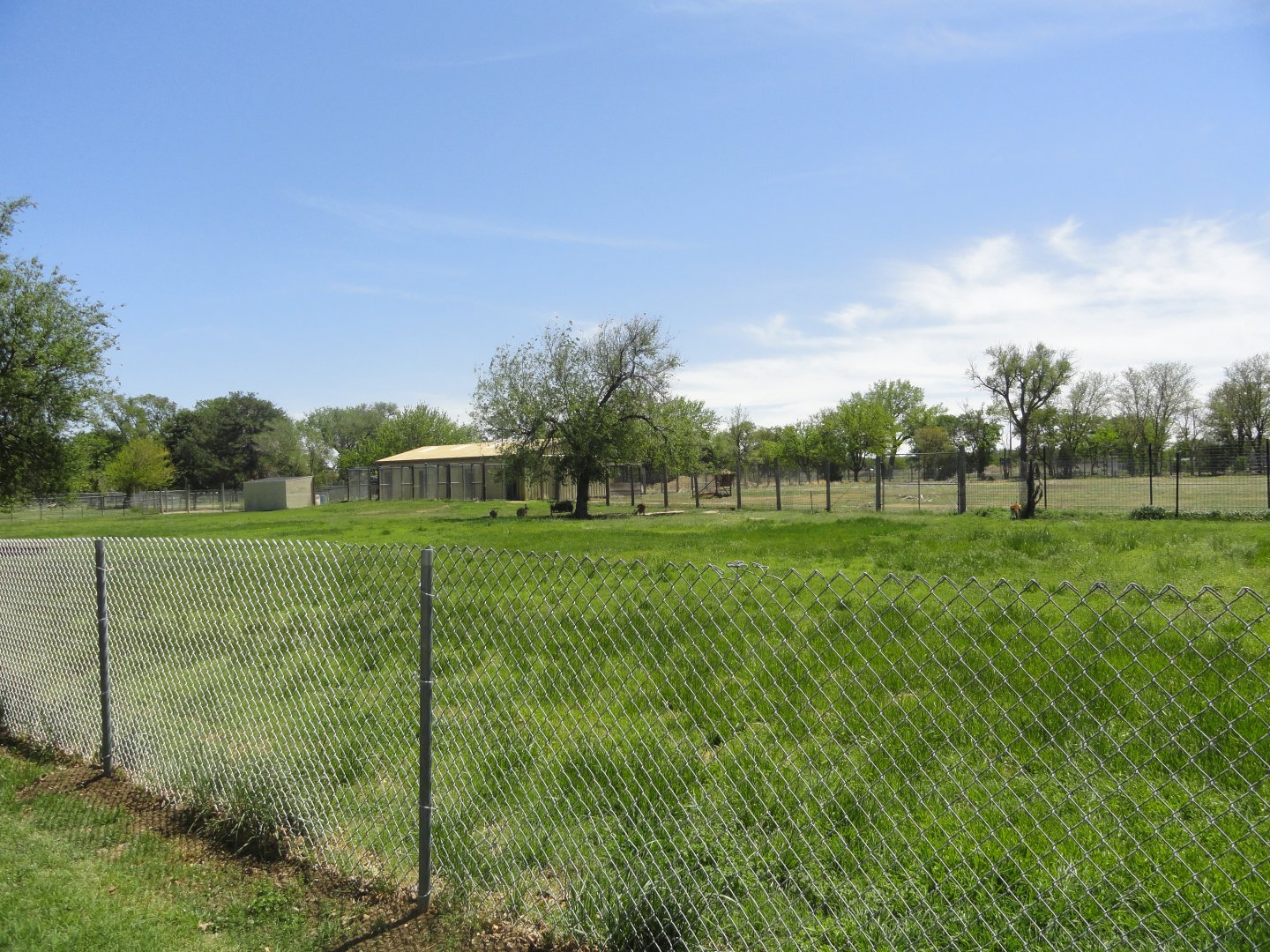 Red Kangaroo Exhibit