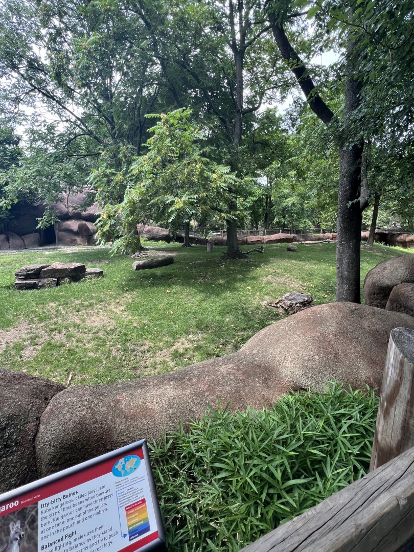 Red Kangaroo Exhibit