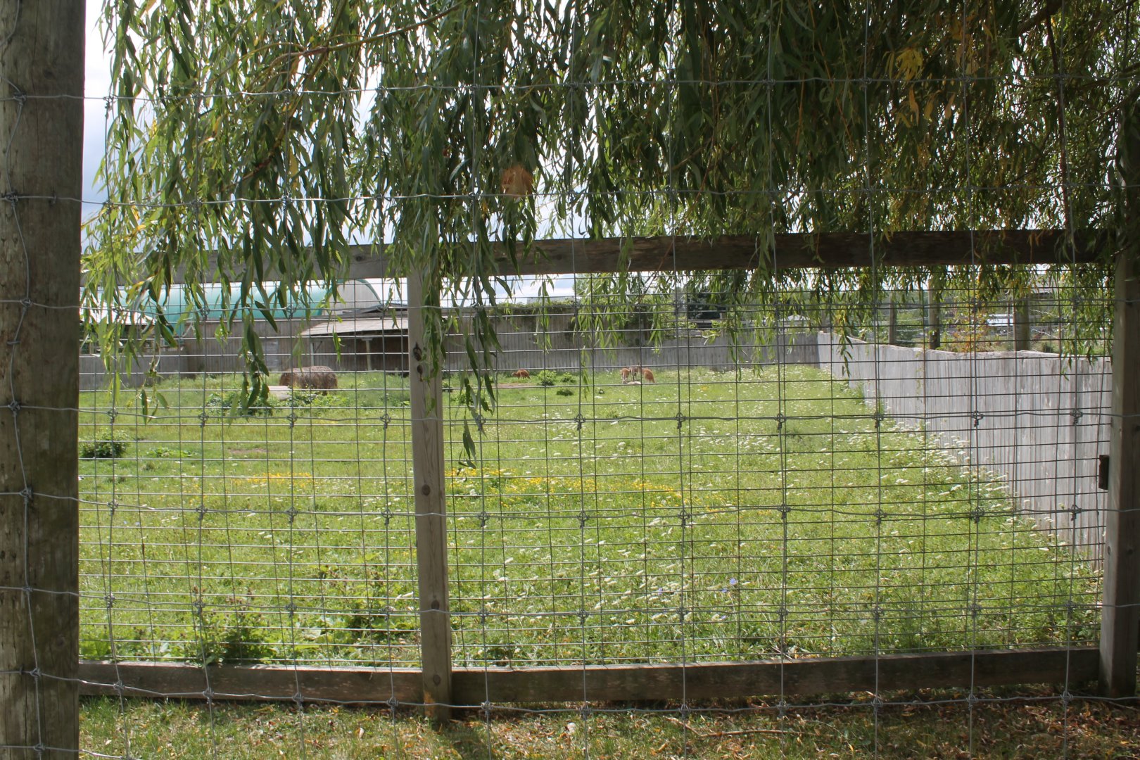 red kangaroo exhibit
