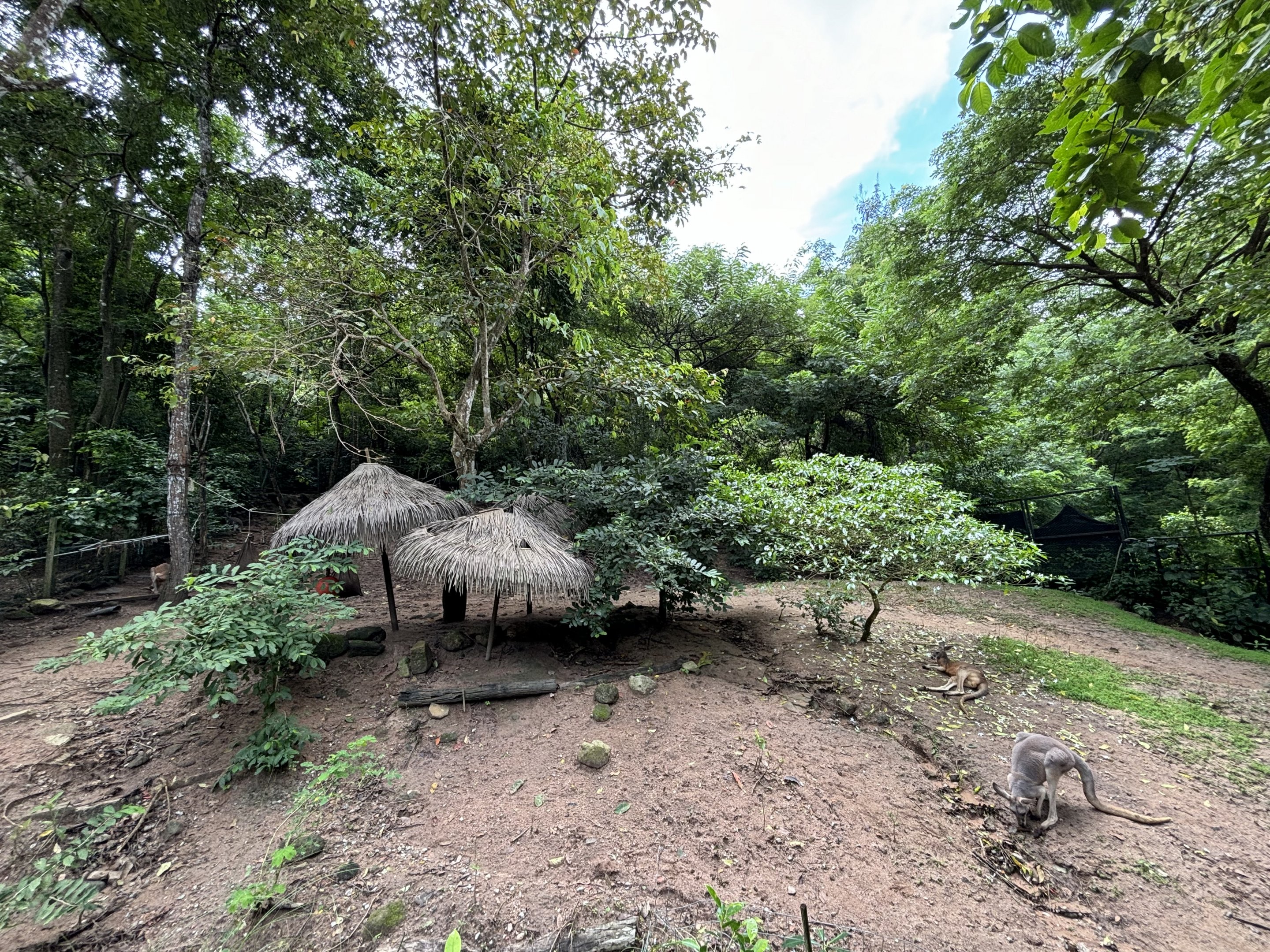 Red Kangaroo Exhibit