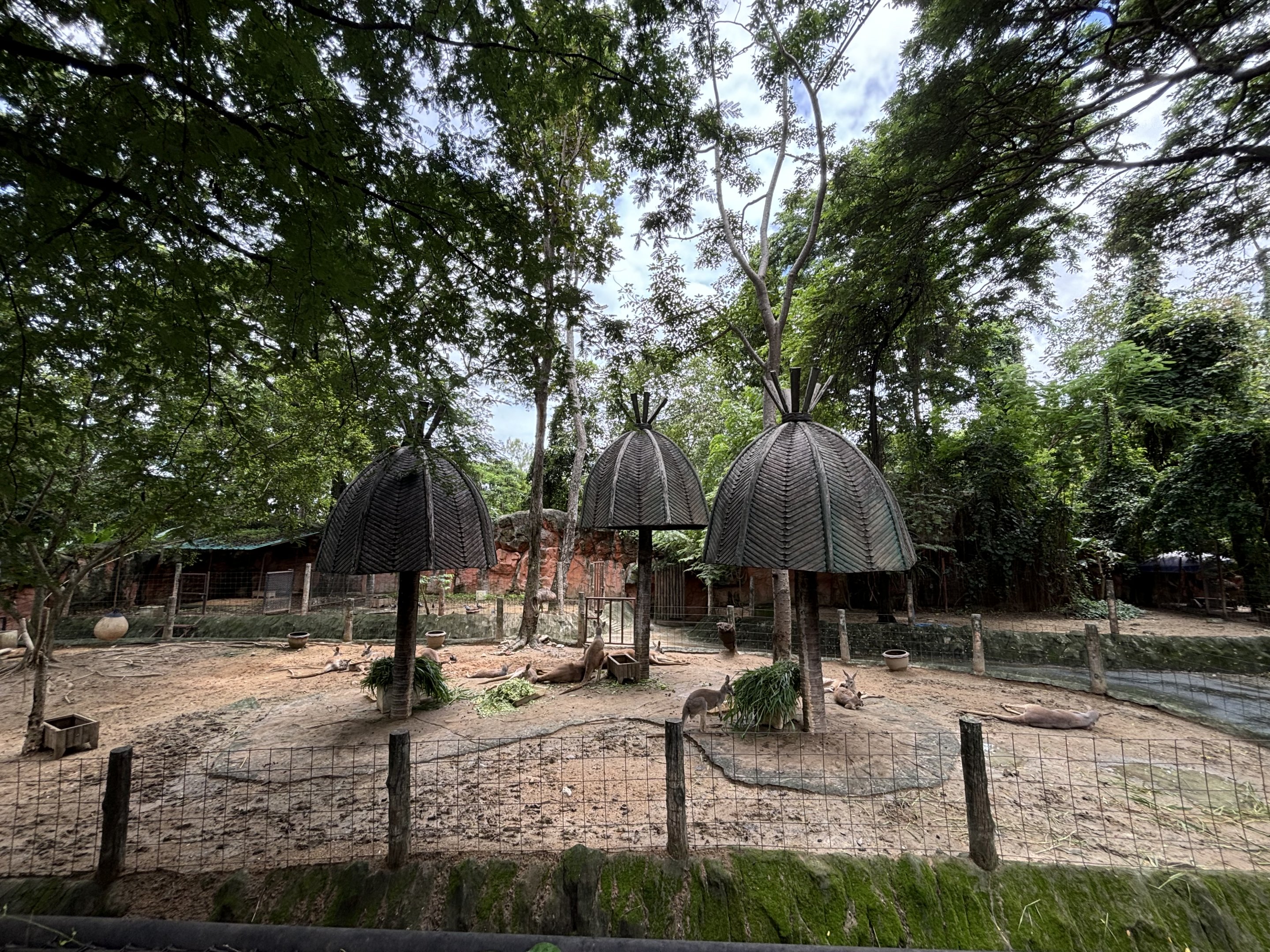 Red Kangaroo Exhibit