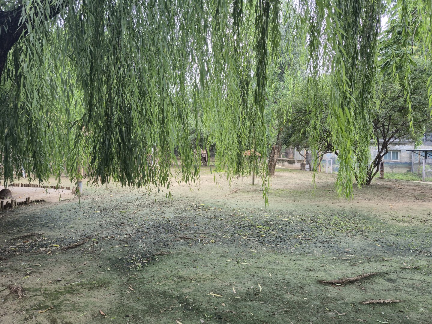 Red Kangaroo exhibit