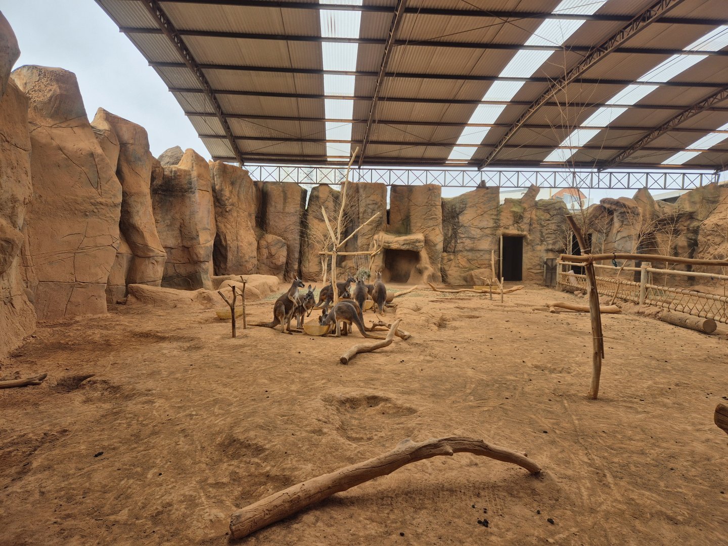 Red Kangaroo exhibit