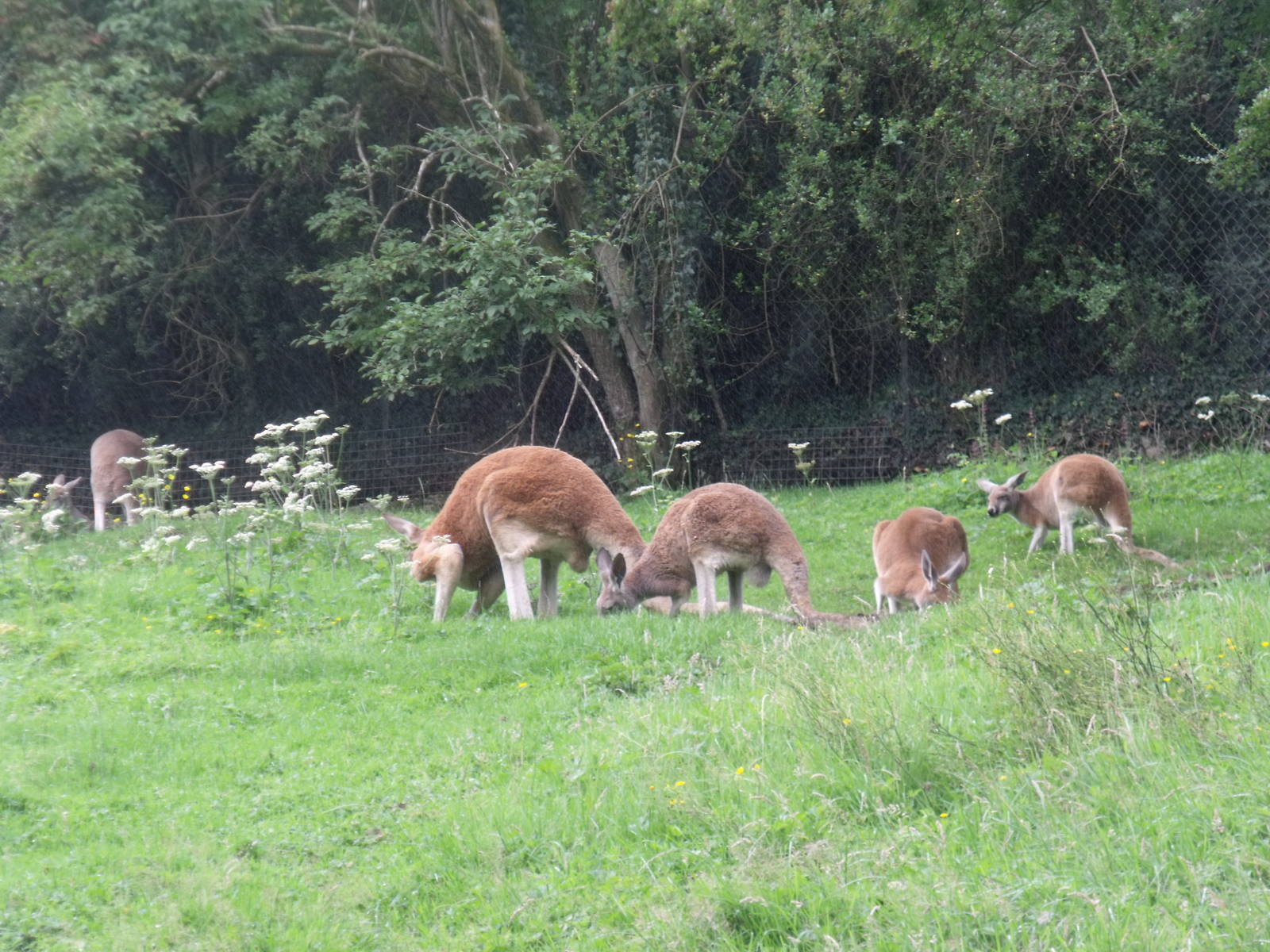Red Kangaroo family