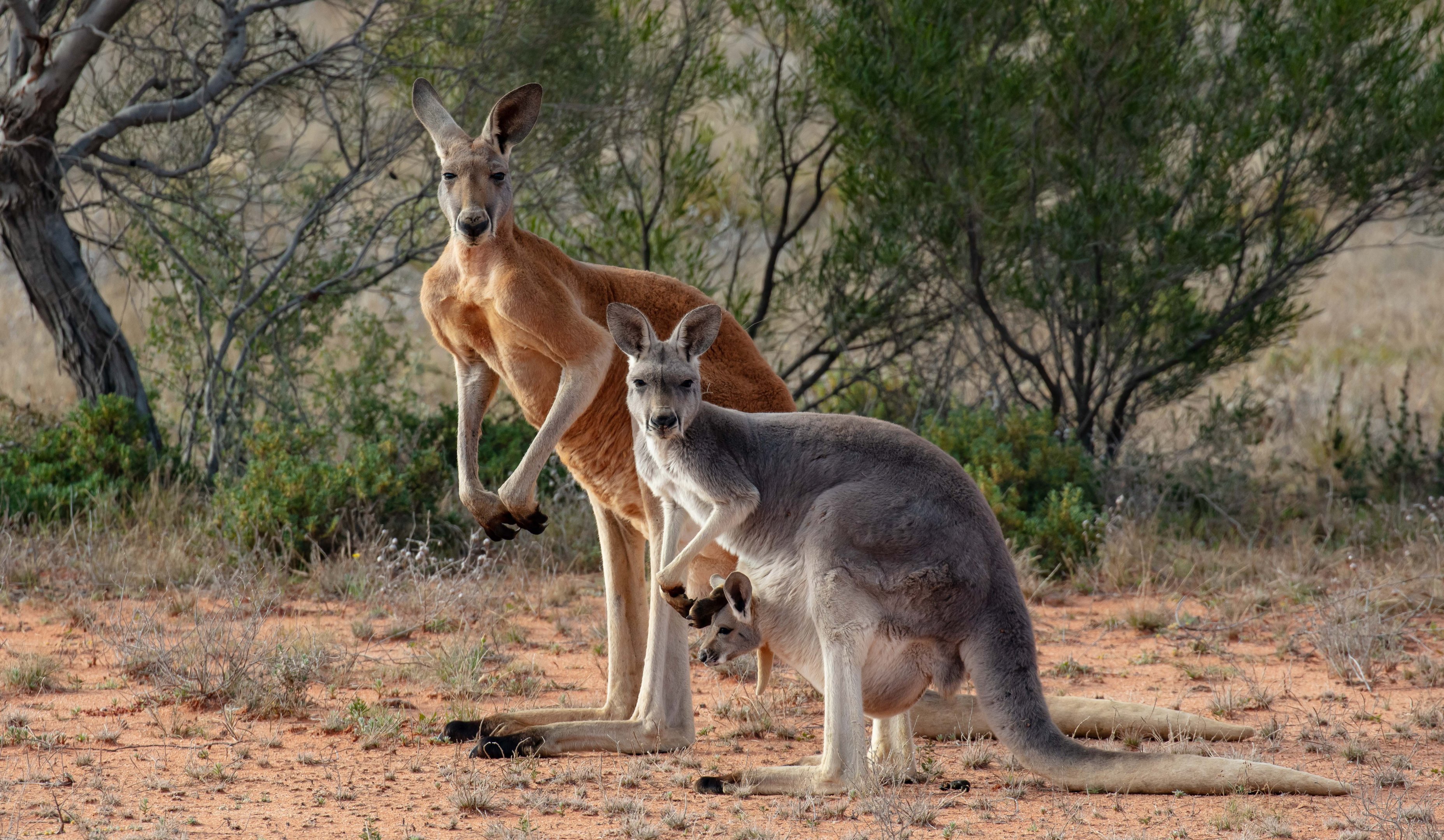 Red Kangaroo family