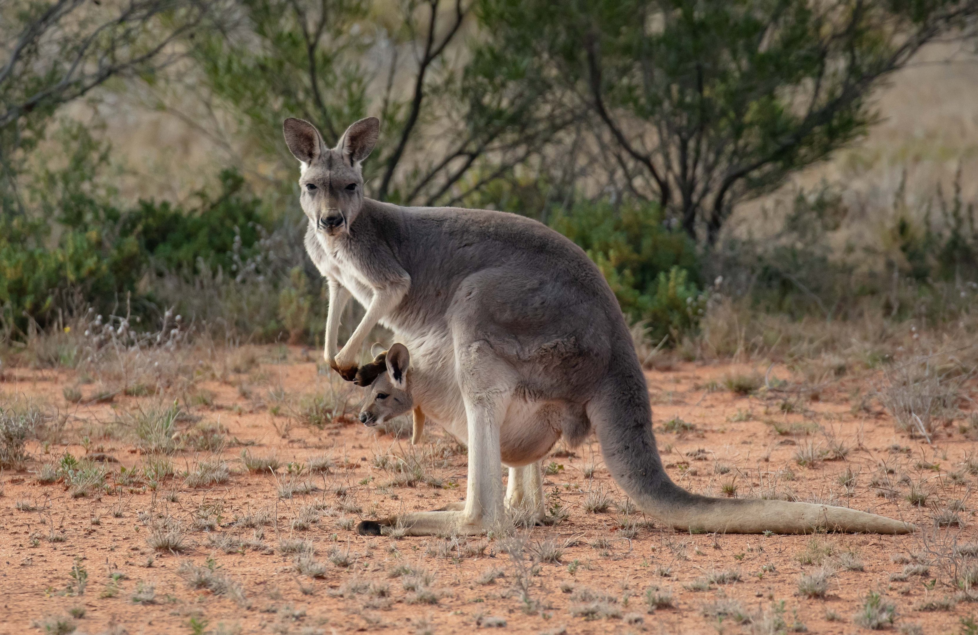 Red Kangaroo female and joey