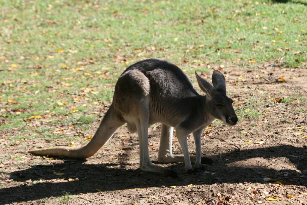 Red Kangaroo female