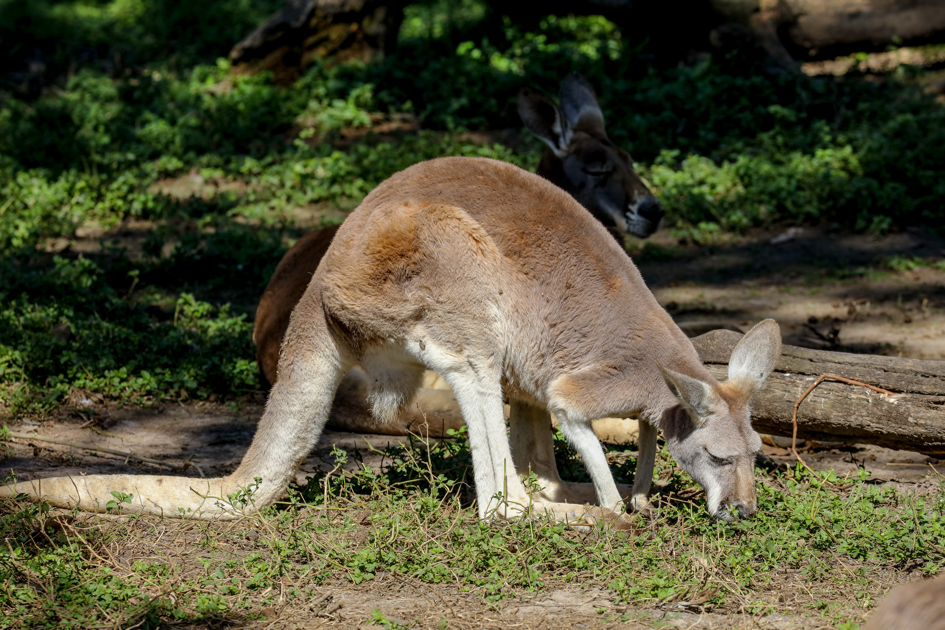 Red Kangaroo female