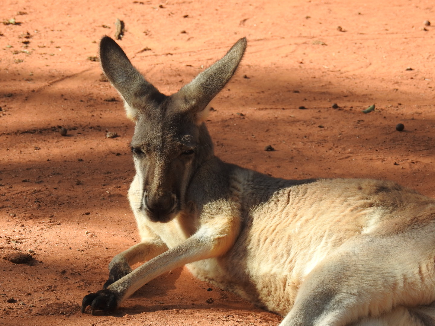 Red Kangaroo (female)