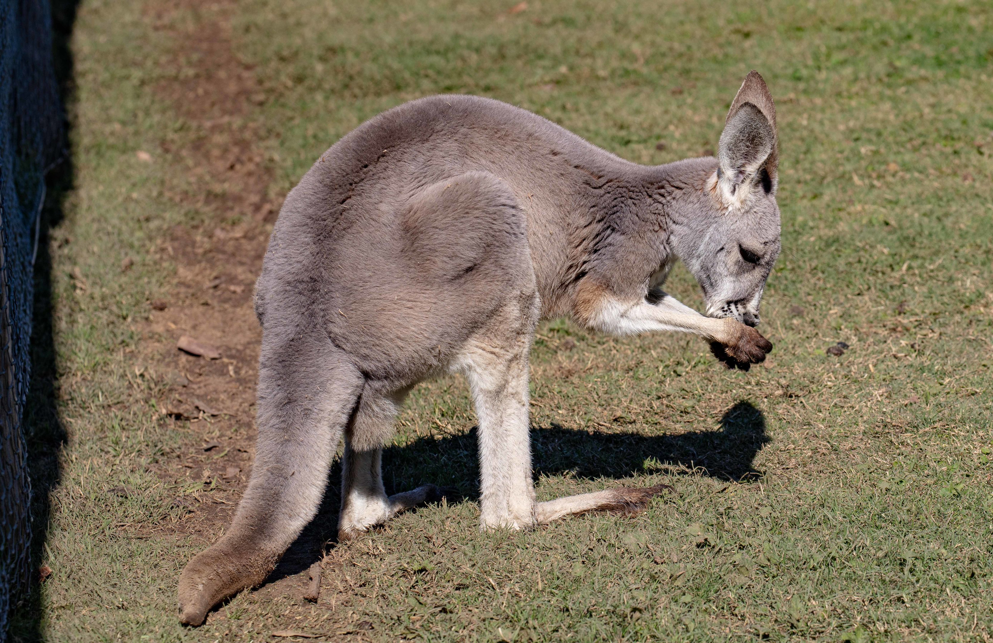 Red Kangaroo female