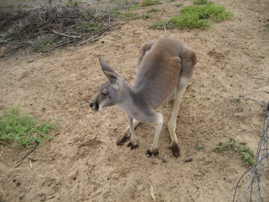 Red Kangaroo female