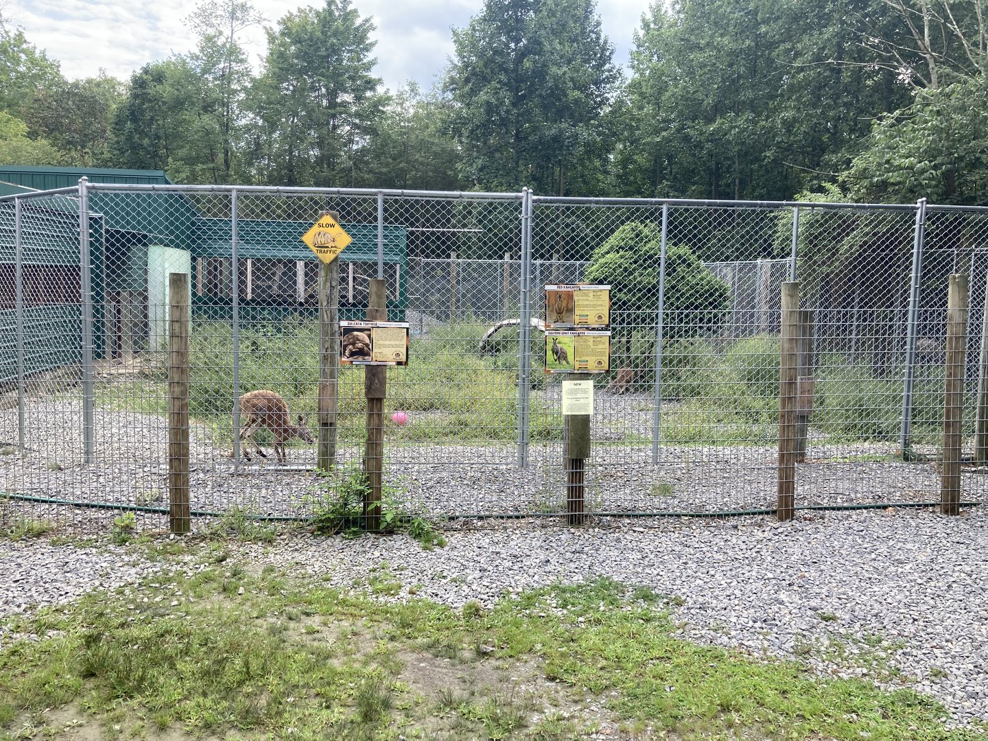 Red Kangaroo Gray Kangaroo and Sulcata Tortoise exhibit