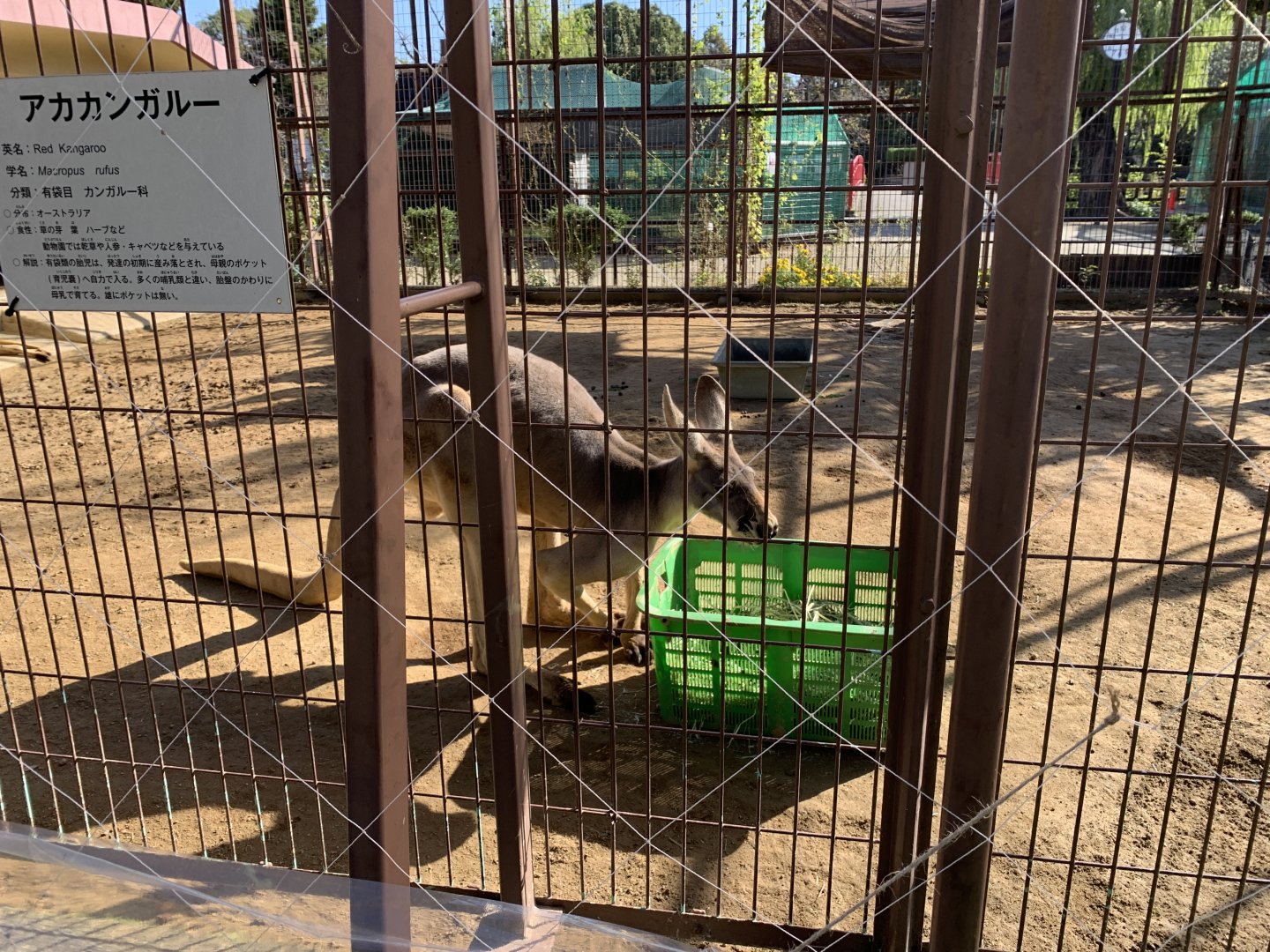 Red Kangaroo (Himeji City Zoo)