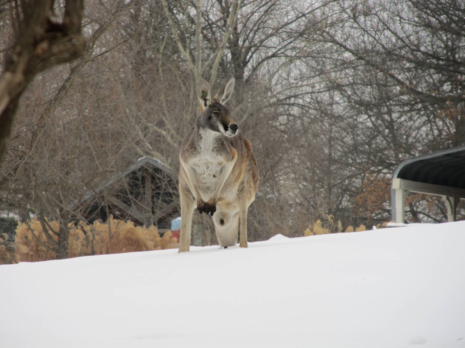 Red Kangaroo in Snow