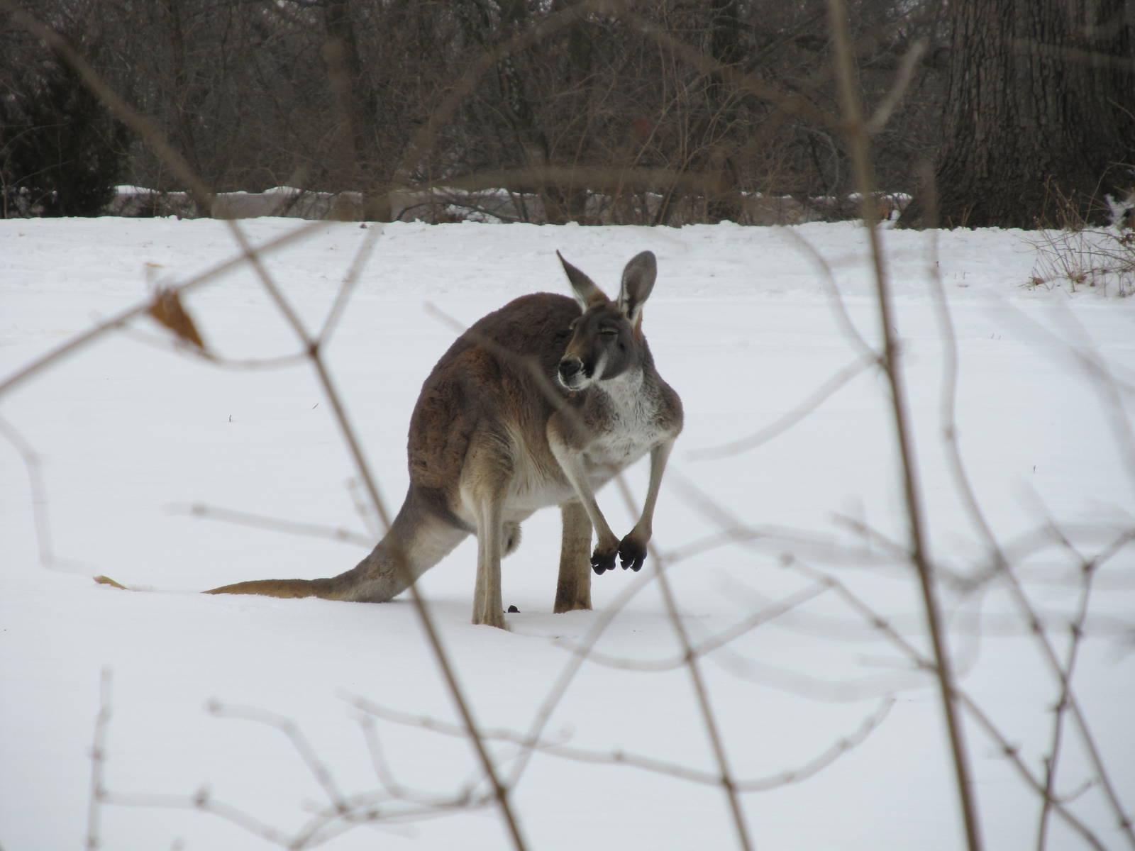 Red Kangaroo in Snow