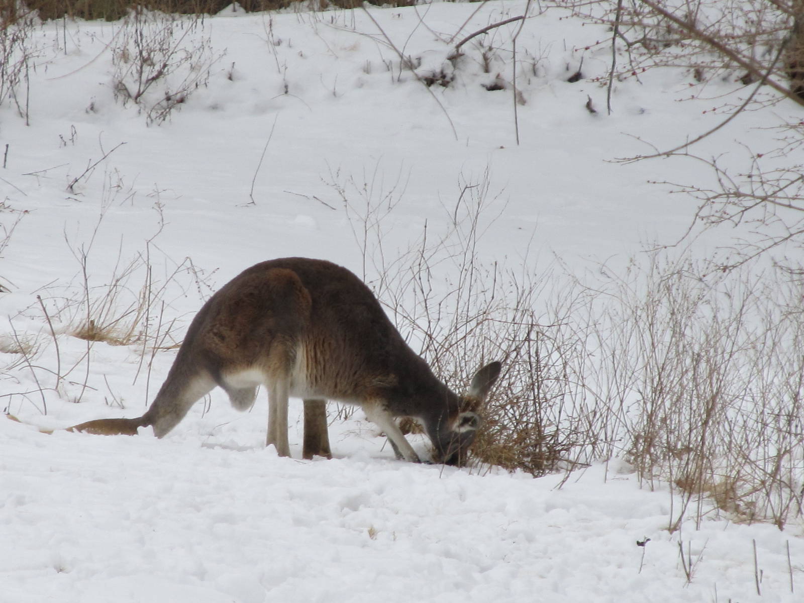 Red Kangaroo in Snow