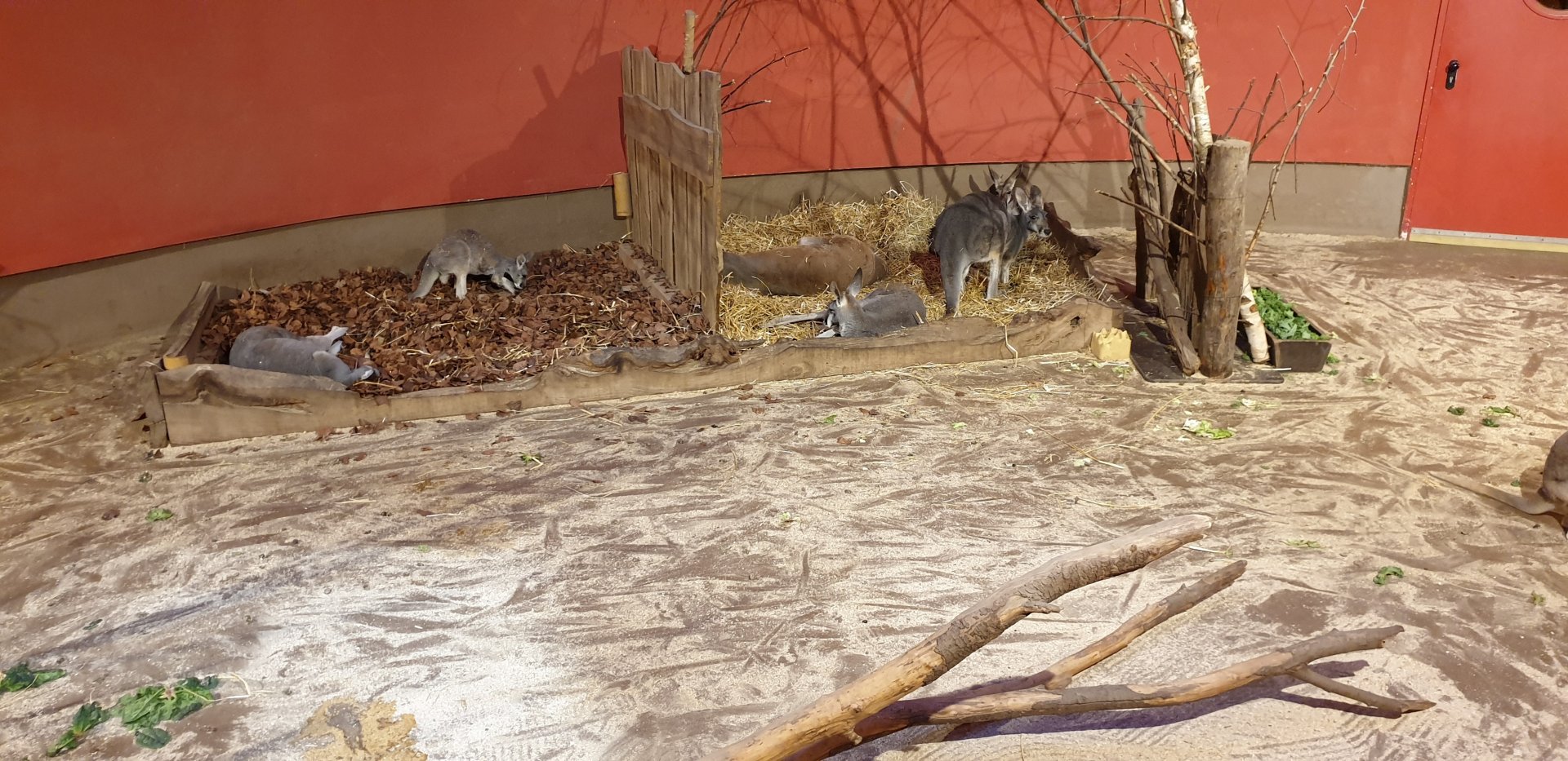 Red kangaroo indoor-enclosure