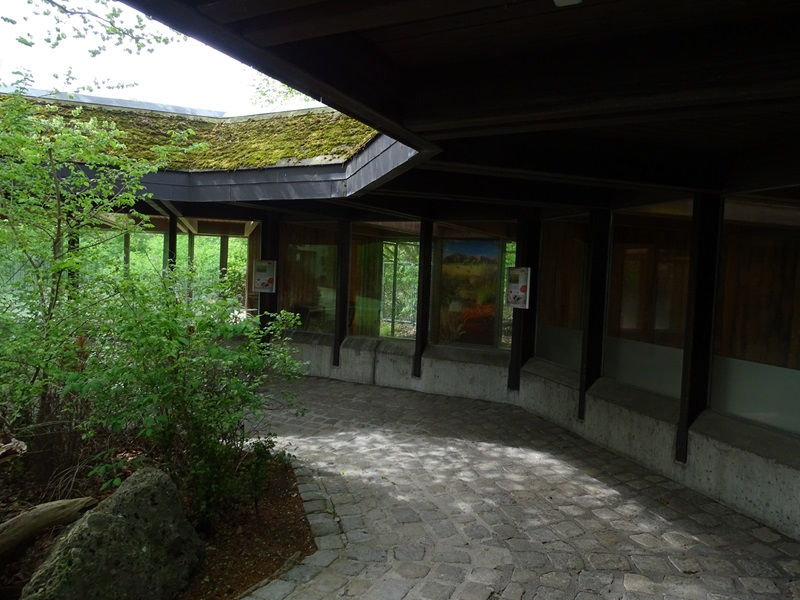 Red kangaroo indoor enclosure