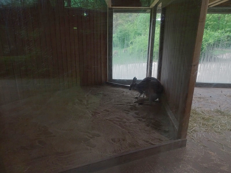 Red kangaroo indoor enclosure