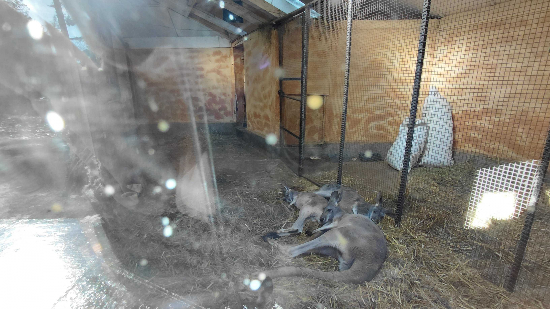 Red kangaroo indoor exhibit #1