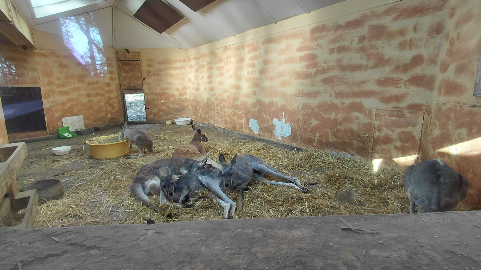 Red kangaroo indoor exhibit #2