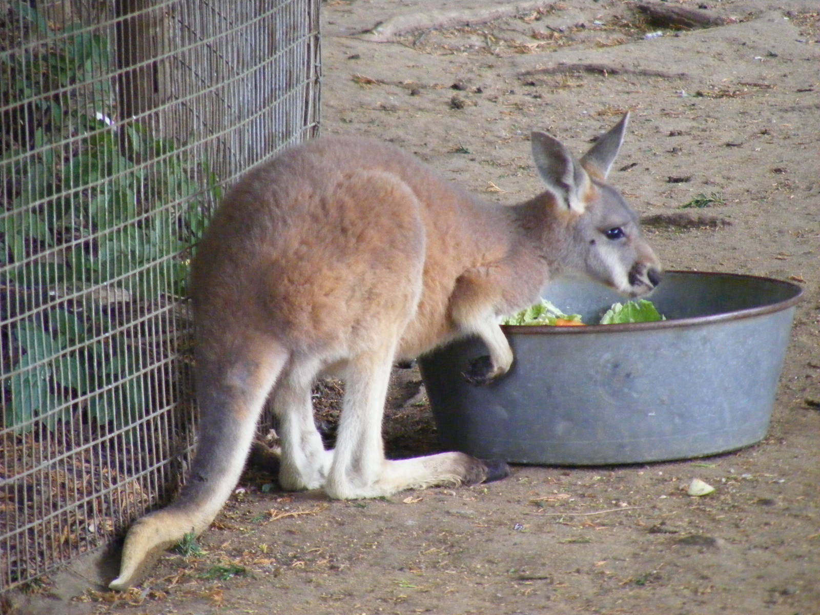Red kangaroo joey at Banham Zoo, 14 September 2010
