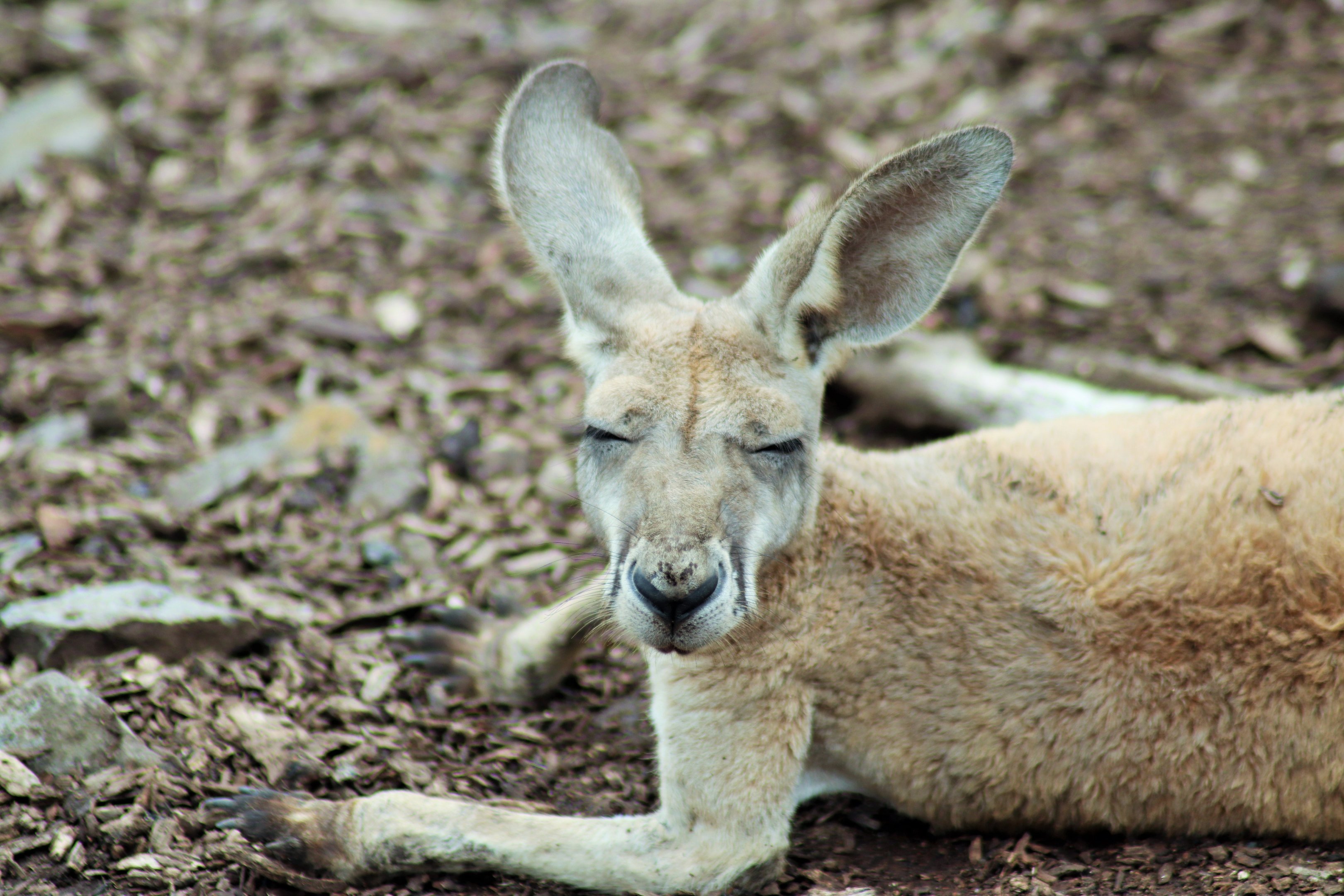 Red Kangaroo Joey (Osphranter rufus)
