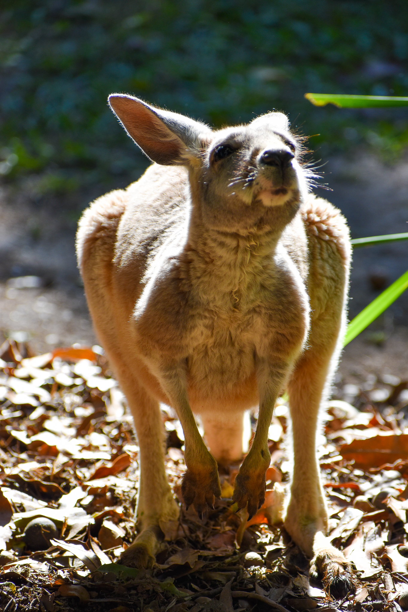 Red Kangaroo Joey (Osphranter rufus)
