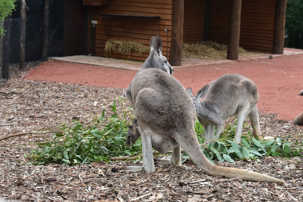 Red Kangaroo Joey